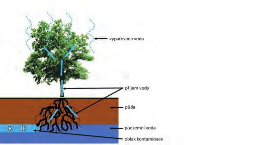 Stejně jako v ostatních oblastech fytoremediace je tedy i zde velmi důležitá znalost chemie kořenové zóny, kořenových