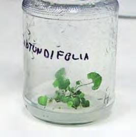 Studium toxicity nanočástic