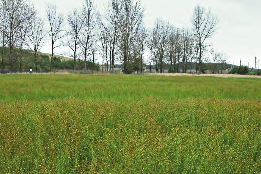 Obr. 25. Velkoplošný experiment s akumulací radionuklidů rostlinami lnu (foto T. Vaněk) Obr. 26.