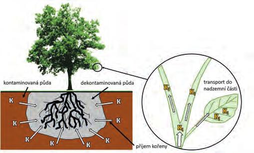 Rhizofiltrace (zdroj P.