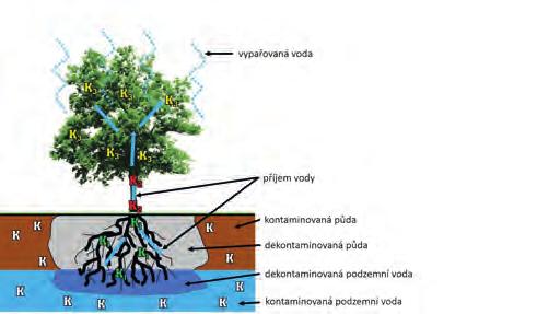 Obr. 6. Fytodegradace (zdroj P. Soudek, dle http://www.itrcweb.