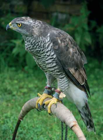 obrovský (Pandinus imperator) s přibližně 2300 ks ročně.