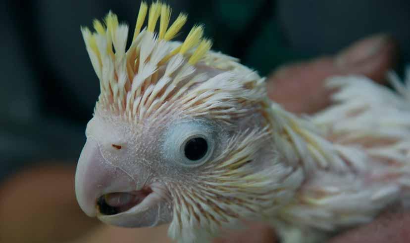 Kakadu žlutolící (Cacatua sulphurea) jeho dvě subspecie jsou ohroženy v přírodě vyhubením kvůli přeměně lesů na zemědělskou půdu a odchytu pro vývoz.