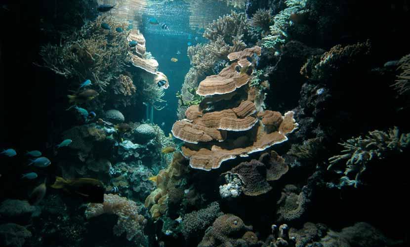 Pojem mořští koráli zahrnuje různé skupiny mořských láčkovců, jejichž pevné kostry vytvářejí korálové útesy. Mořští koráli byli a jsou důležitým horotvorným prvkem v geologickém vývoji Země.