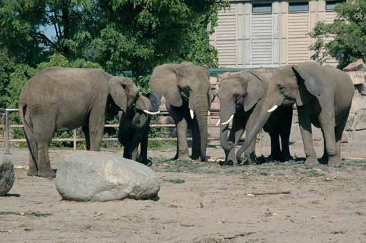 Vybíjení slonů pro slonovinu bylo jedním z hlavních podnětů pro vznik úmluvy CITES. Slon africký (Loxodonta africana) však stále čelí velkému tlaku pytláků a obchodníků s touto surovinou.