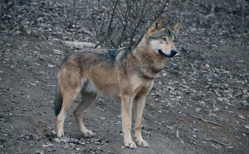 Vlk obecný (Canis lupus) se kdysi na našem území běžně vyskytoval. Dnes se jeho početnost odhaduje kolem 10 jedinců žijících v Beskydech.