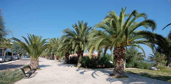 SAN BENEDETTO San Benedetto - město s dlouhou tradicí turismu je proslulé velkým množstvím palem (přes 5000), které mu dává nezaměnitelný tropický ráz.