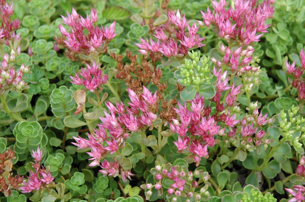 Sedum