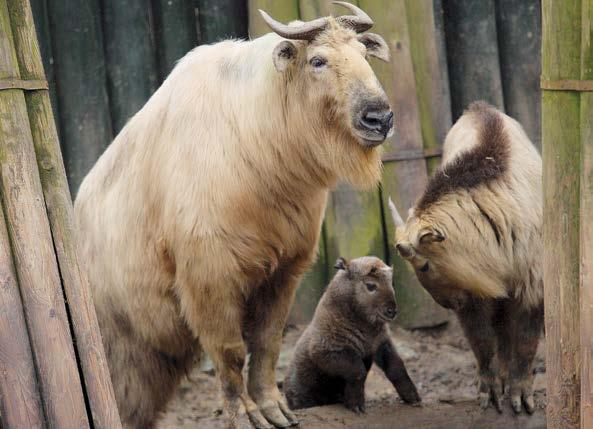 Praha v době tamních povodní a přes původní plán navrátit jej zpět okamžitě po rekonstrukci postiženého zařízení v domovské zoo, v Liberci po dohodě nakonec zůstal. Dožil se úctyhodných sedmnácti let.