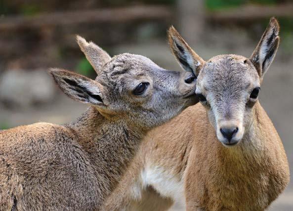Samec zapůjčený ze zoo Belfast musel být uspán pro zhoršující se stav spojený s luxací kyčelního kloubu. S návratem pudu do nově postaveného zařízení ale v následujících letech počítáme.