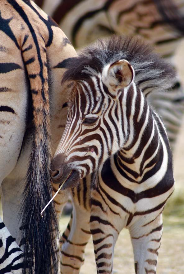 zebra Chapmanova / mládě, foto: L. Delišová (Giraffa camelopardalis rothschildi) named Nancy symbolically started labouring in the early hours of January 1st 2016.