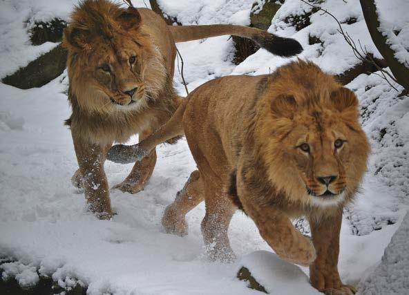 the needs of other animals in the future. We also realized a wide range of very interesting imports in the period in question in order to improve the genetic stock of our zoo.