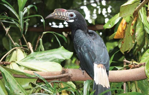Projekty ZOO Liberec ve světě Talarak S neziskovou organizací Talarak a jejím zakladatelem, ornitologem Pavlem Hospodářským, spolupracujeme již od roku 2009.