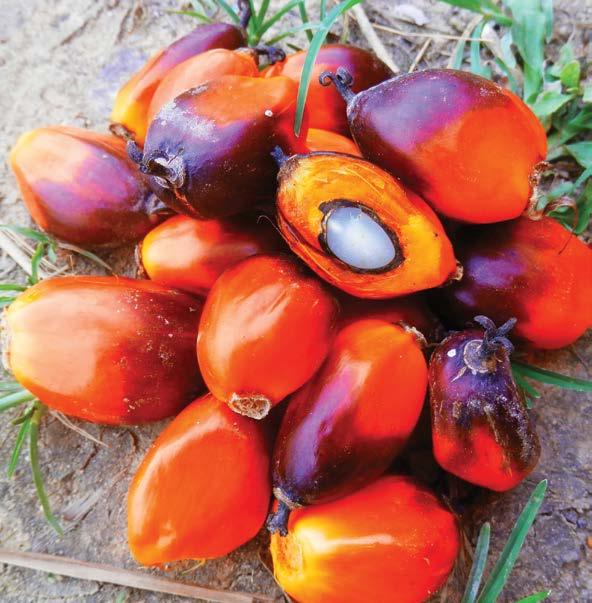 Lestari se věnuje především problematice palmového oleje, který představuje jednu z největších ekologických problémů jednadvacátého století, a to pak pomocí kampaně a osvěty v České republice, tak