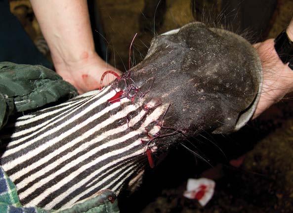 Teddy dostal průjem zřejmě v souvislosti s poškozením mikroflory střev antibiotiky. Aplikovaná probiotika vedla k zlepšení. 2,0 kozorožci dagestánští byli vyřazeni z plemenitby.