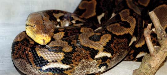 Roční statistika stavu zvířat a zařazení druhů v chovných a ochranných programech Plazi (Reptilia) 2/1 0/0 0/0 32/15 0/0 28/9 Druh Specie