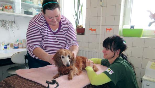 Záchranná stanice pro handicapované volně žijící živočichy Rok 2016 byl co do příjmu zvířat do záchranné stanice pro volně žijící živočichy opět rekordní.