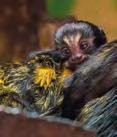 VOLNÝ ČAS V říjnu je Zoo Brno otevřena denně od 9 do 17 hodin, pokladny se uzavírají v 16 h Více na www.zoobrno.