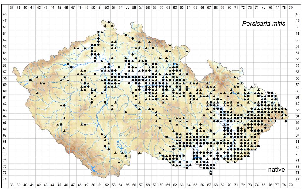 Distribution of Persicaria mitis in the Czech Republic Author of the map: Jiří Danihelka, Kateřina Šumberová Map produced on: 06-02-2017 Database records used for producing the distribution map of