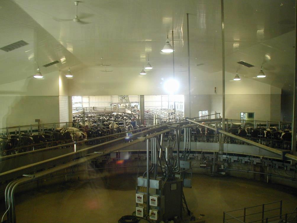 USA centralizace výroby 2011 integrátoři farmy 5000 dojnic a více kruhové dojírny 60 míst robotizované pracoviště
