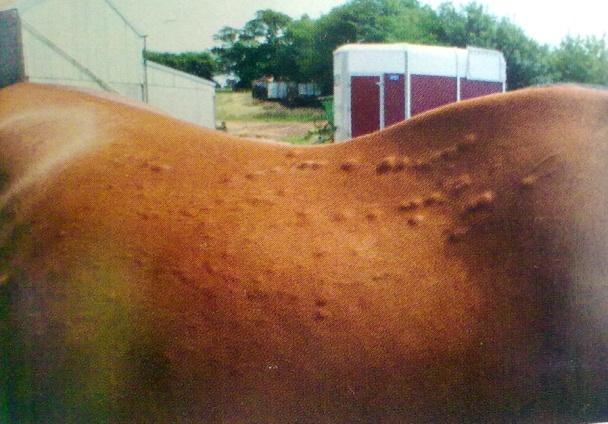 Uzlovité edémy (Collagenolytic granulomas) vznikají po hmyzím bodnutí. Objevují se zejména na jaře a v létě. Samostatné nebo seskupené pevné uzlinky se vytvoří podél krku, ramen a oblasti sedla.