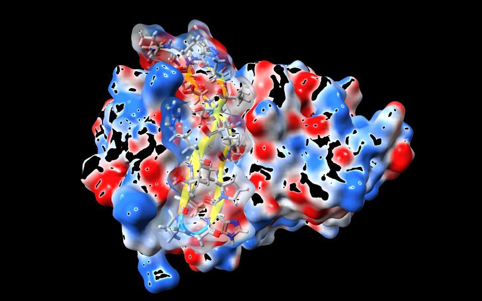Strukturované peptidy jako inhibitory enzymů Bc. Jaroslava Šmolíková (M1) Školitel: RNDr. Martin Flegel CS.c Výzkum a vývoj peptidů jako léčivých látek má velký realizační potenciál.