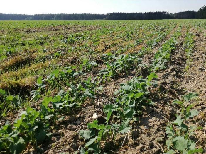 kukuřice STRIP Till do strniště 1 600,- příplatek za přihnojení pod patu 90,- Setí kukuřice - STRIP Till do podmítky 1 500,- příplatek za přihnojení pod patu 90,- Setí