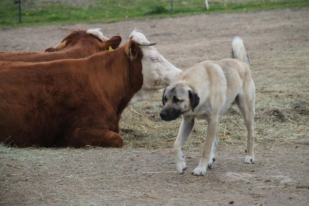 V Bavorsku v obci Bischofsgrün nedaleko českých hranic se na farmě Wild-Bunch-Ranch v roce 2015 rozhodli pro ochranu stád skotu pomocí pasteveckých psů, dvou kangalů (varianta anatolského