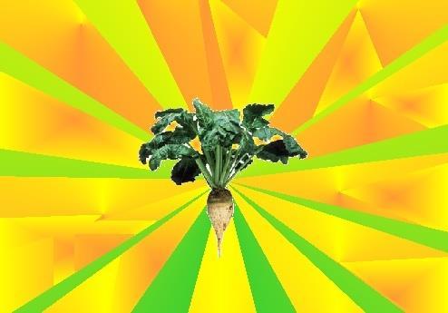 Beta vulgaris subs. esculenta var.