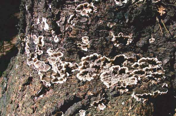 stypticus) na bázi smrku Plodnice
