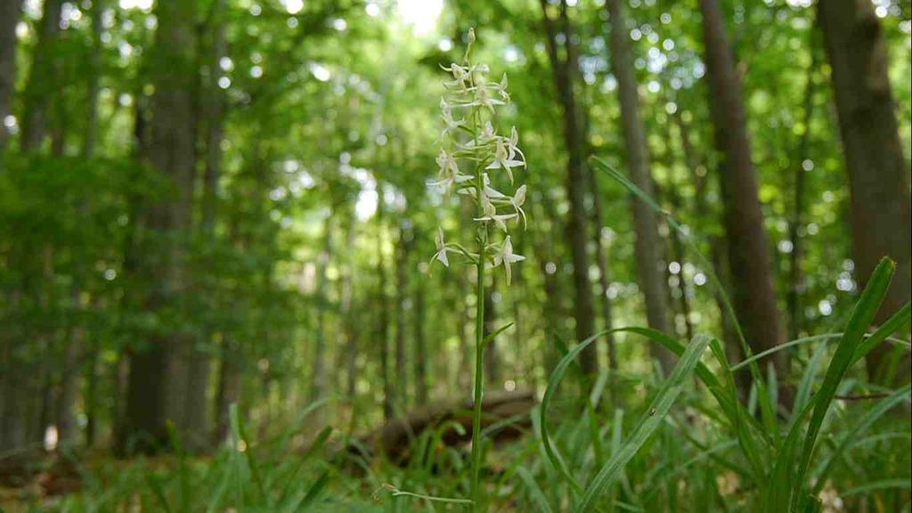 Lesní druhy orchidejí V Přírodní rezervaci Bayerova nalezneme