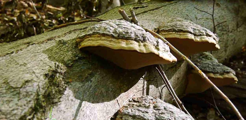 Houby a mrtvé dřevo Pralesovité rezervace oplývají trouchnivějícím dřevem, na němž často najdeme plodnice