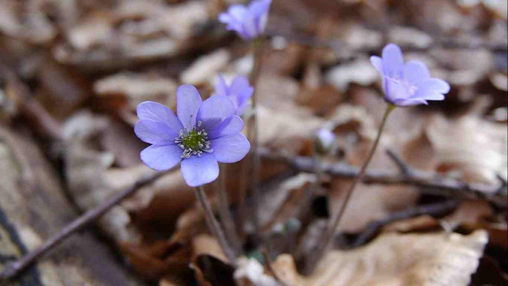 Světle modré kvítky (dole) patří jaterníku podléšce (Hepatica nobilis), jehož listy se rozvíjí až později.