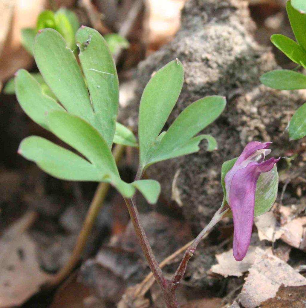 bylina dymnivka bobovitá (Corydalis