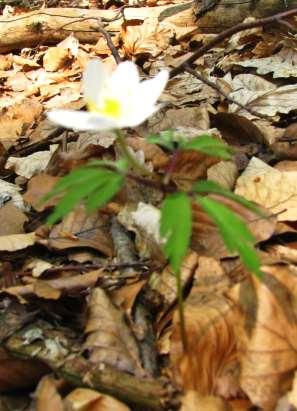 Obr. 5: Devětsil bílý (Petasites albus)