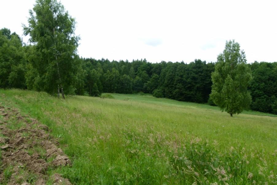 náletových dřevin (srpen 2000).