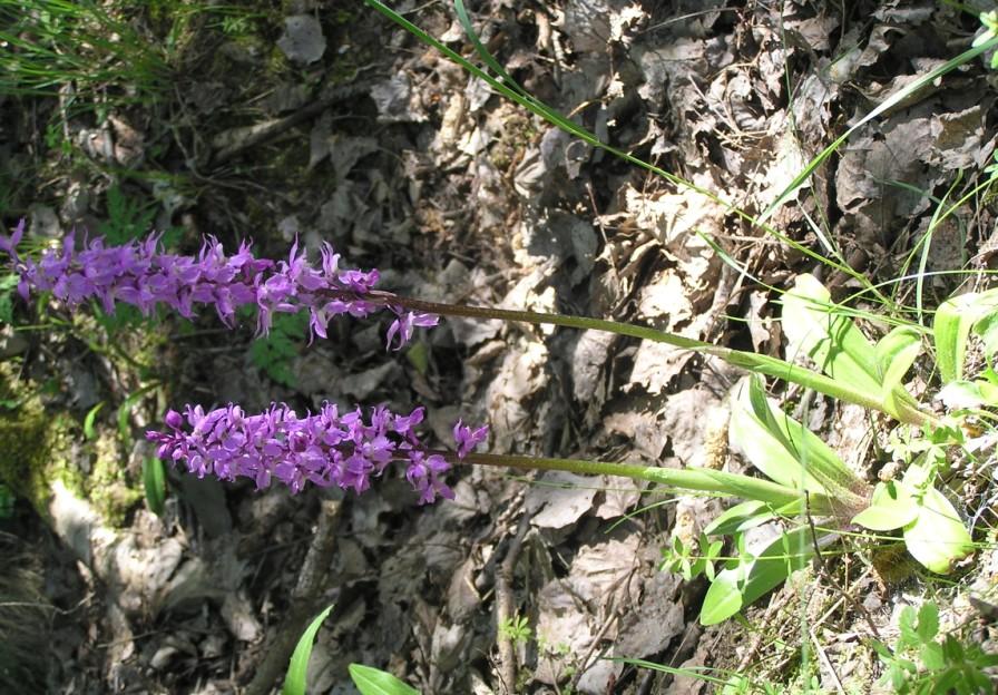 Obr. č. 13 Vstavač mužský znamenaný (Orchis mascula subsp.