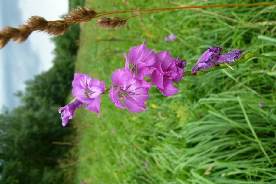 Obr. č. 15 Mečík střechovitý (Gladiolus imbrigatus), silně ohrožený druh ( 2).