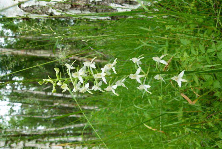 Obr. č. 17 Ohrožený vemeník dvoulistý (Platanhera bifolia) - ( 3) je v prostoru Krnova střelnice nejběžněji se vyskytující orchidejí (červen 2011). Obr. č. 18 Hadilka obecná (Ophioglossum vulgatum), ohrožený druh ( 3).