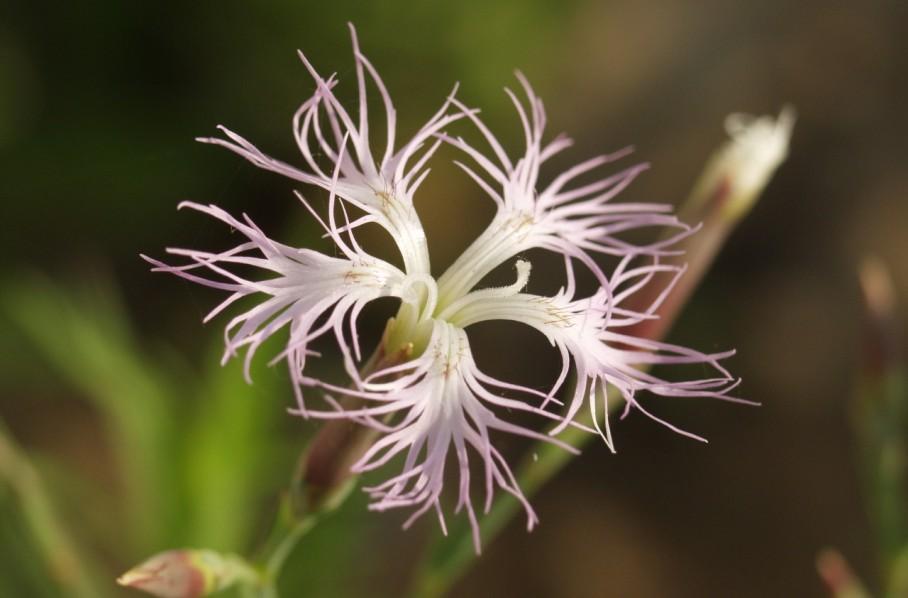 Obr. č. 21 Hvozdík pyšný (Dianthus superbus) roste v území na Horní louce.
