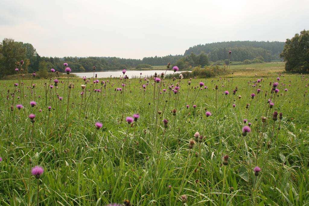 Botanický průzkum lokality Louka u rybníku Šilhan Ester Ekrtová & Libor Ekrt 2009 Katedra botaniky, Přírodovědecká fakulta, Jihočeská univerzita v Českých Budějovicích, Branišovská 31,