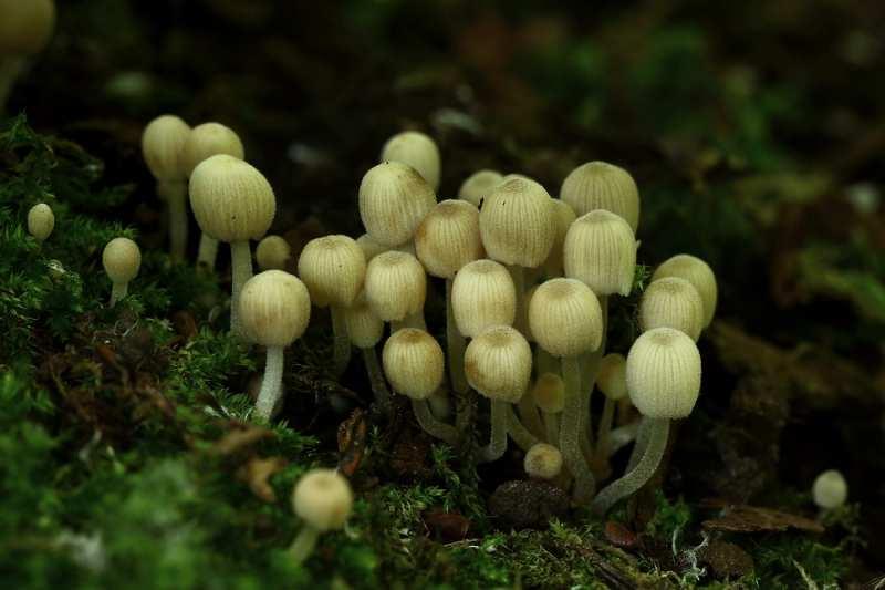 compressum): Biotop - P, lokalita - 1, dne 27. 5. 2015, na odumřelých stvolech kopřiv. Foto I. Mraček.