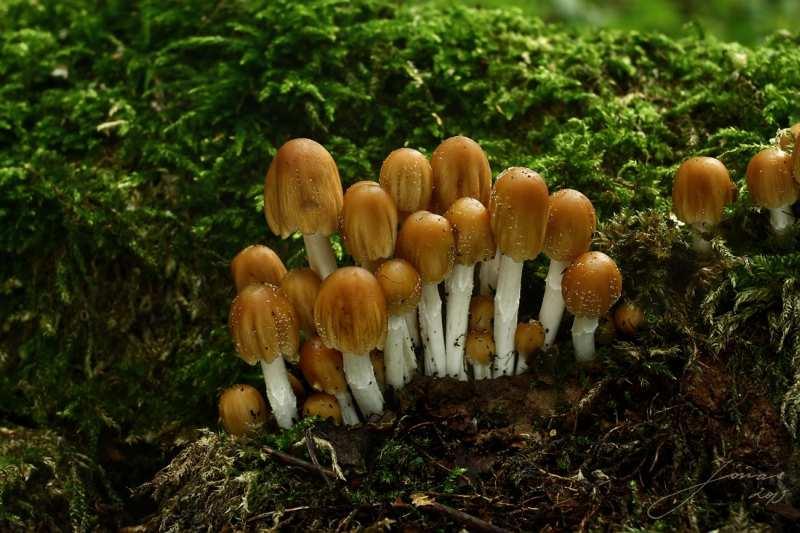 Foto 3 Hnojník třpytivý (Coprinellus micaceus): P, 7, 25. 8.