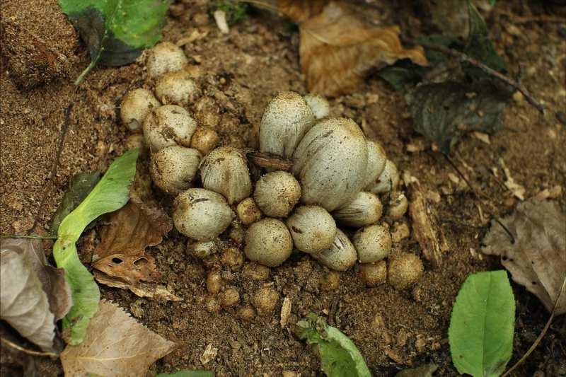 Foto 4 hnojník inkoustový (Coprinus atramentarius s. l.