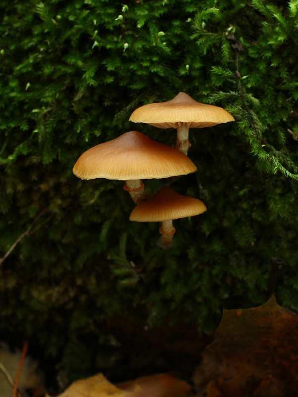 Foto 8 Čepičatka jehličnanová (Galerina marginata): P, 3, 11.