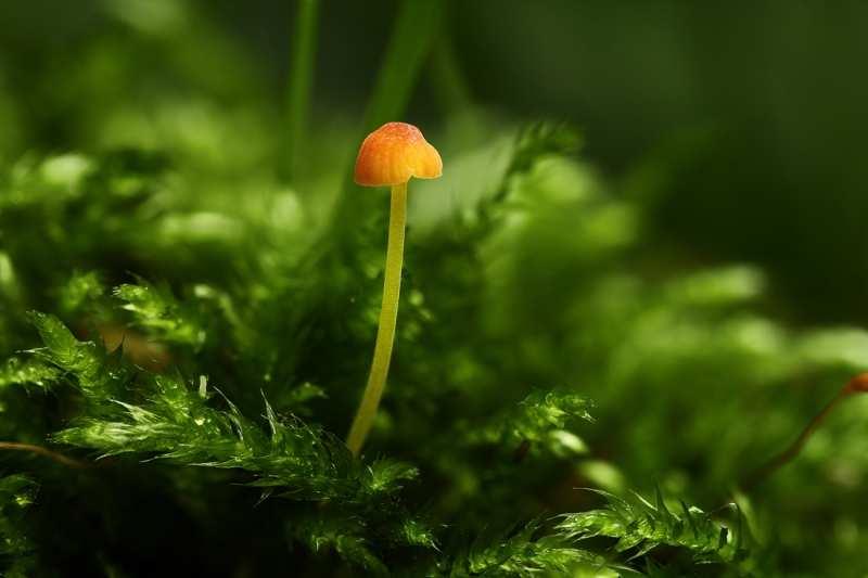 Mraček. Foto 13 Helmovka jehličková (Mycena acicula): P, 2, 24.