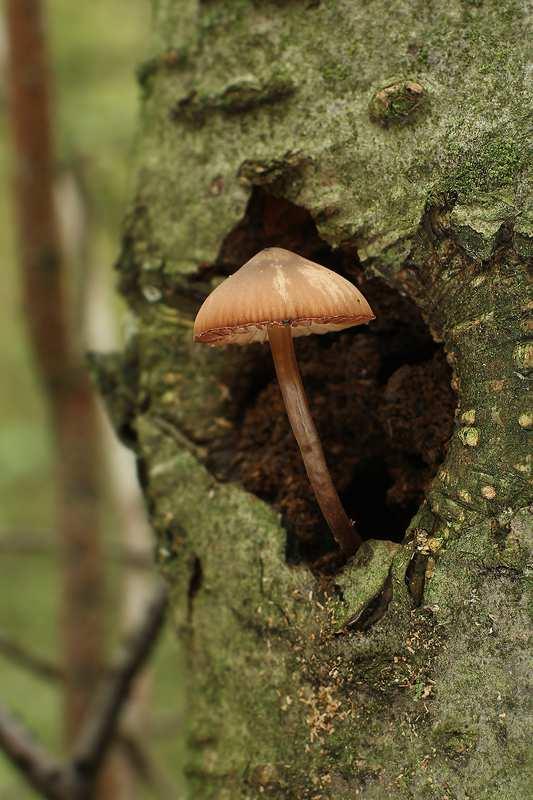 Foto 16 Helmovka krvonohá (Mycena haematopus): P, 27. 10.