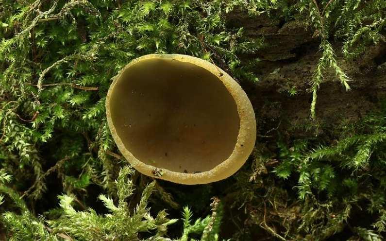 Foto 20 Řasnatka krátkonohá (Peziza micropus) P,1, 27. 5.
