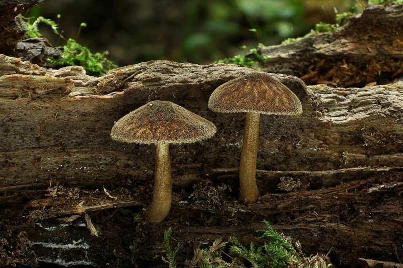 Foto 22 Štítovka stinná (Pluteus umbrosus): P, 1, 6. 10.