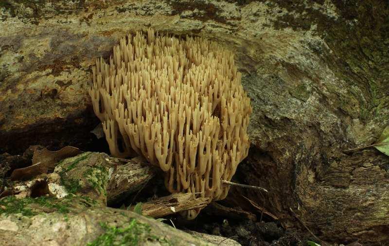 plodnic. Foto I. Mraček. Foto 23 Kuřátka přímá (Ramaria stricta): P, 1, 6. 10.